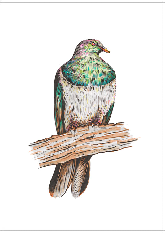 Kereru Print